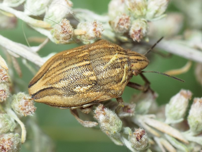 Odontotarsus purpureolineatus (Rossi, 1790)